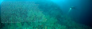 Meeresbiologisch und Privat Private Dive Guide, Einzelbegleitung, UW-Escort-Service, VIP-Guiding